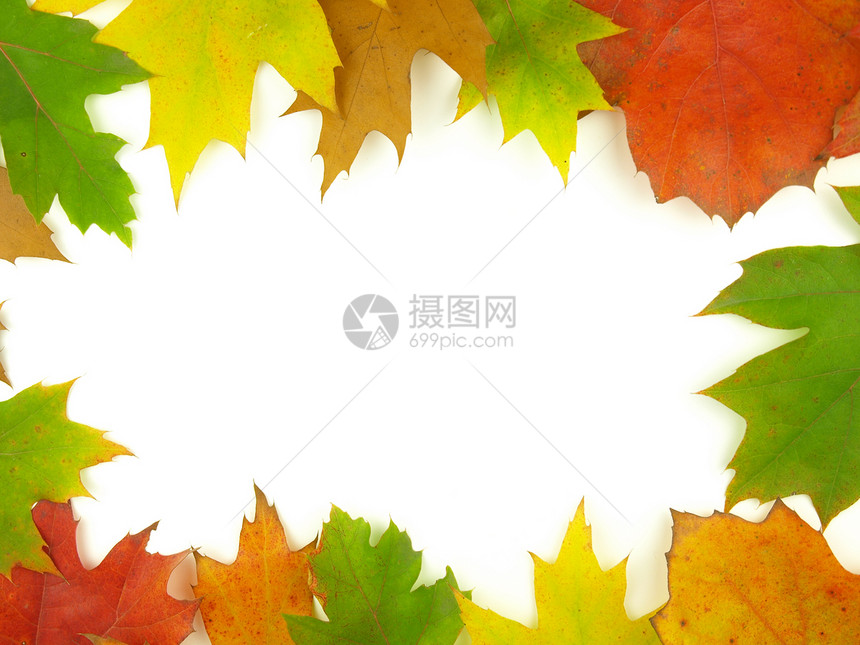 秋天非常接近黄色白色季节性植物树叶树木红色橙子季节森林图片