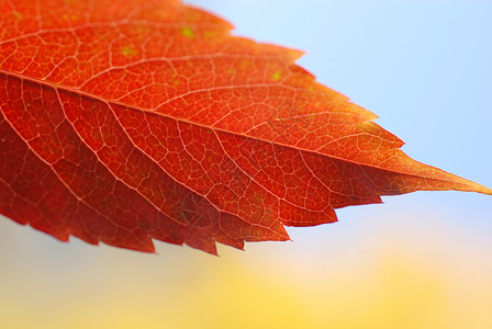 秋叶在天空的底部黄色金色红叶宏观蓝色红色背景图片