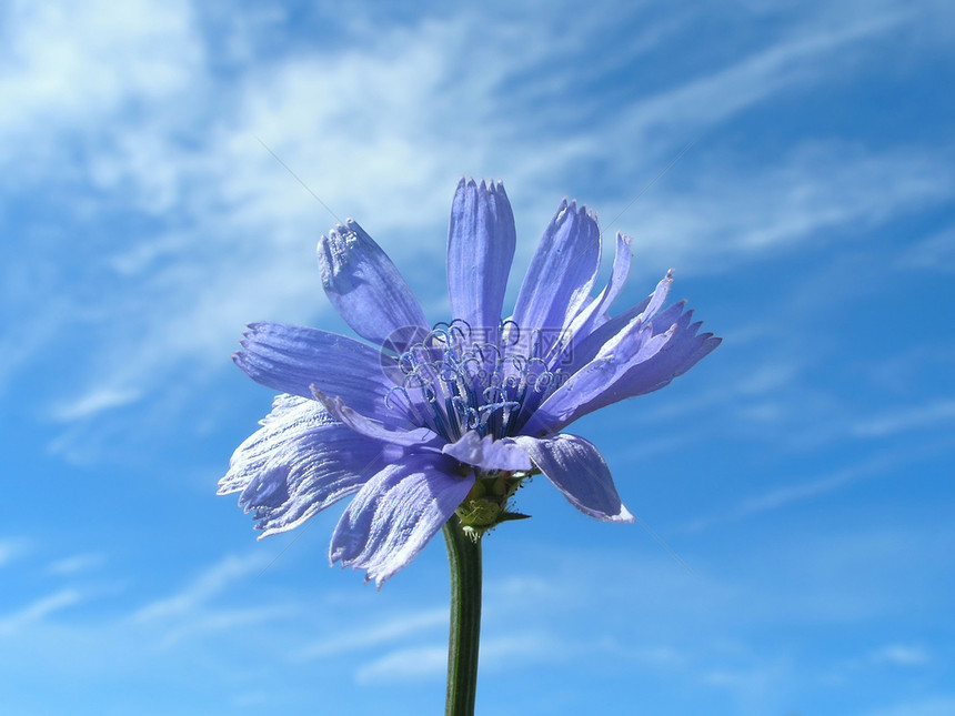 蓝花与天空花朵宏观蓝色救助雌蕊植物人马座季节花蜜卡片图片