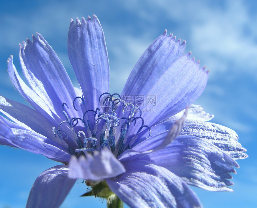 蓝花与天空植物群按钮植物季节雌蕊宏观花蜜卡片辉煌菊苣图片