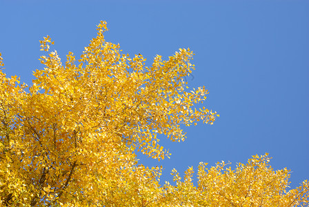 涅比斯基杰沃波兰的黄金秋天 蓝天上的黄叶背景