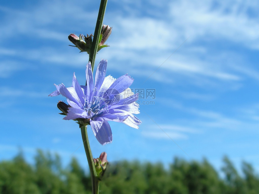 蓝花与天空植物花瓣人马座宏观花蜜雌蕊植物群季节花朵天蓝色图片