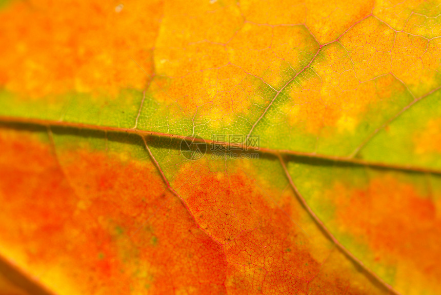 秋叶树叶森林蓝色金子干叶植物群图片