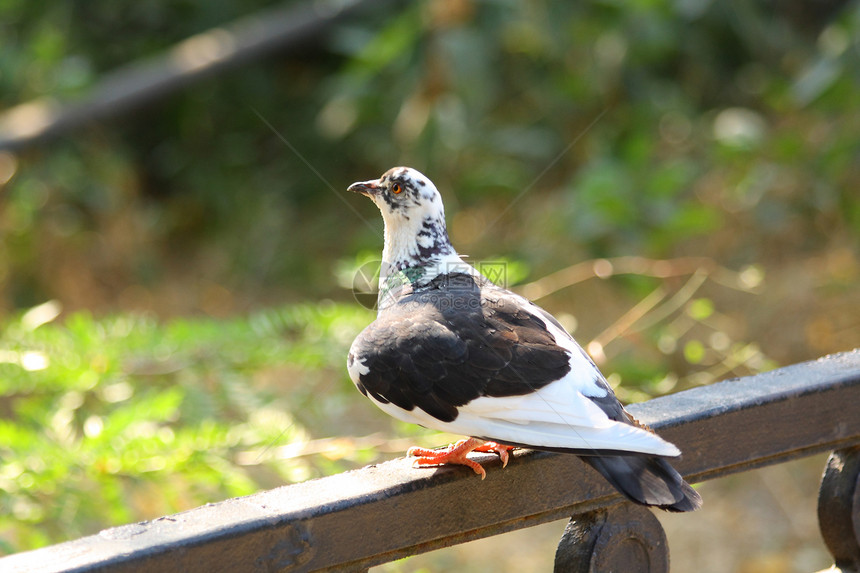 鸽子疾病眼睛宏观灰色翅膀荒野生物动物鸟类白色图片