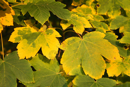 树叶叶子季节黄色绿色背景图片