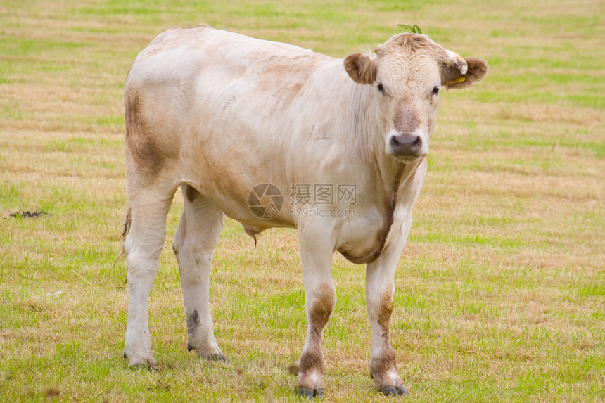 公牛农业农场动物手表团体奶牛驾驶好奇心场地牛肉图片
