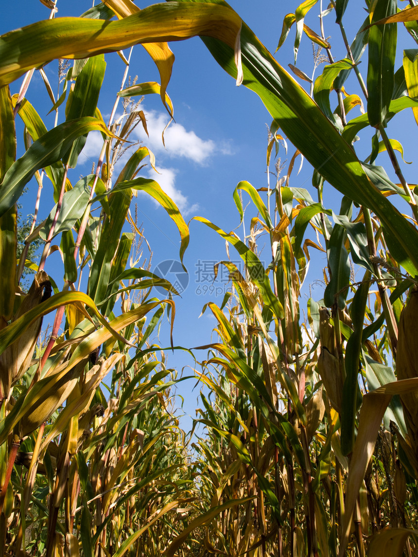 夏季末的玉米田栽培农场蓝色环境天空植物场地乙醇结盟食物图片