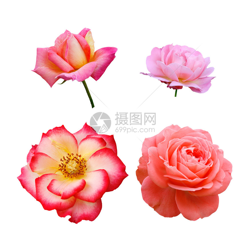 四朵玫瑰花植物学雄蕊收藏花朵红色粉色美丽黄色拼贴画橙子图片