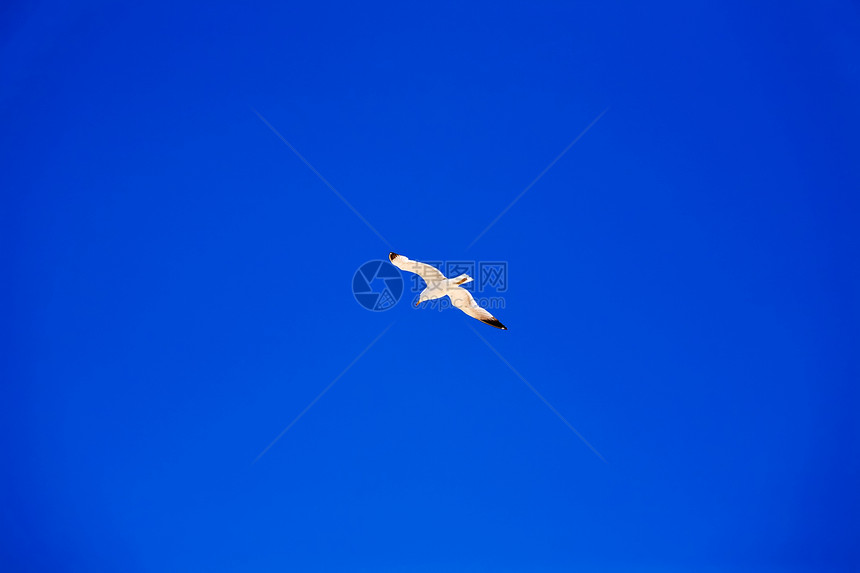 海鸥在蓝天空中飞翔白色尾巴羽毛飞行羽化野生动物翅膀滑行漂移账单图片