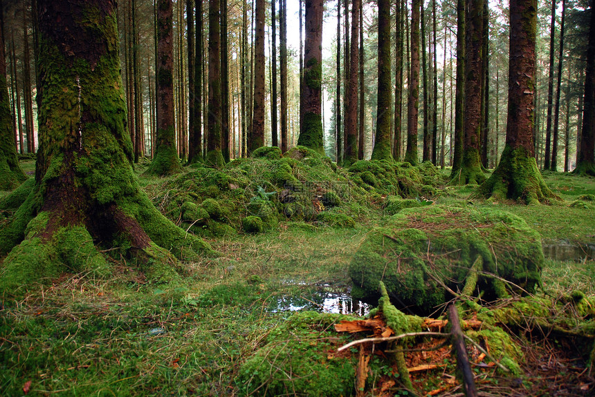 森林木头苔藓植物图片