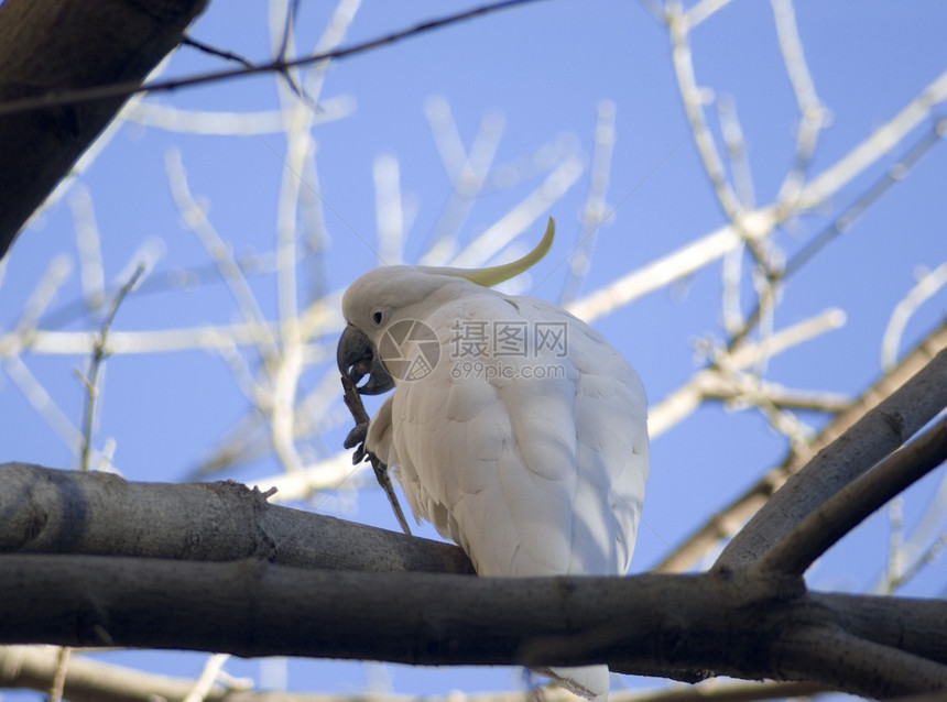 硫的冠状鹦鹉翅膀鸟类异国栖息波峰白色羽毛野生动物热带情调图片