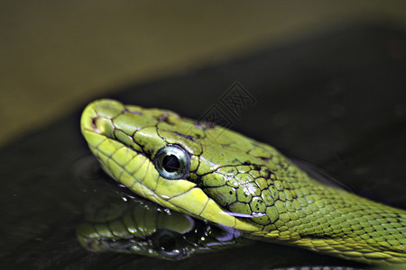 绿蛇游泳运动眼睛背景图片