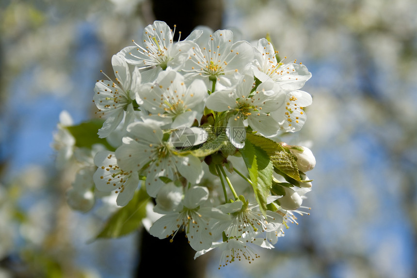 春花生长乡村棕色植物群白色季节花朵花园分支机构植物学图片