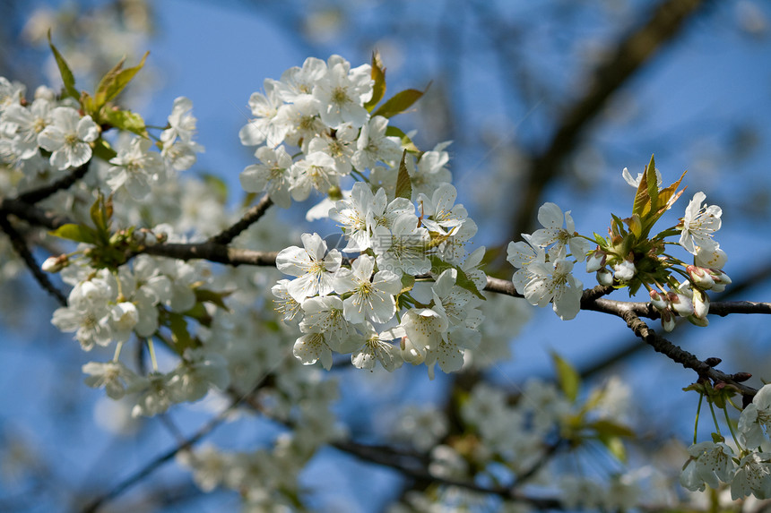 春花生长季节乡村晴天植物群季节性绿色园艺天空植物图片