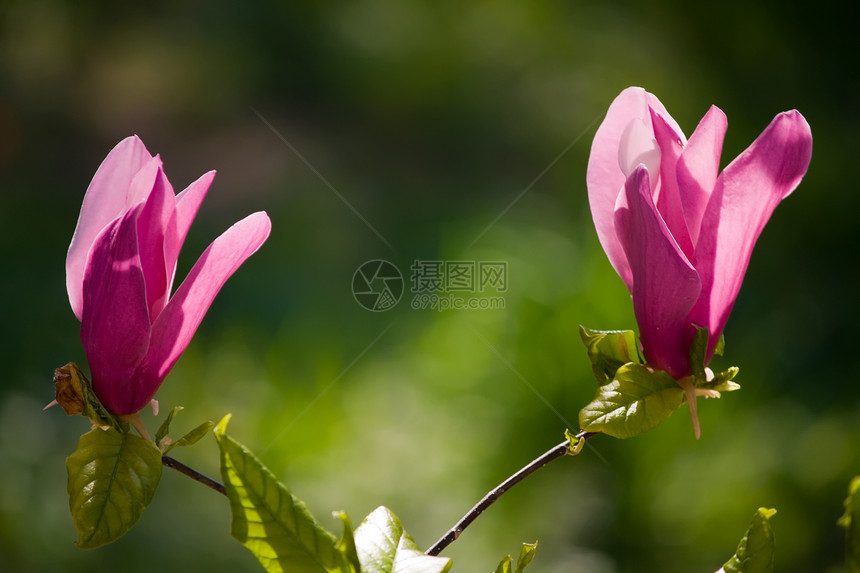 木兰花花绿色花朵图片