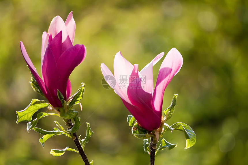 木兰花花花朵绿色图片