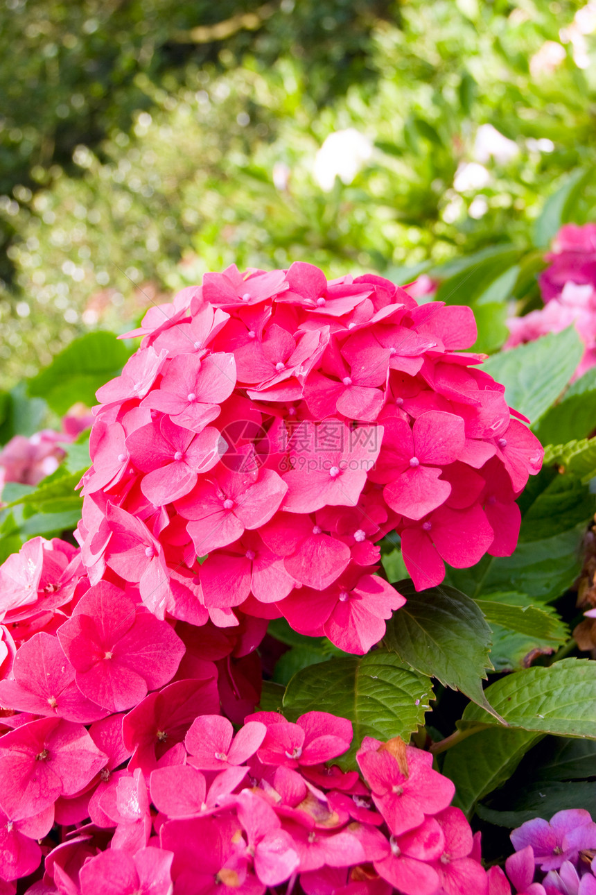 圆环花店绣球花大叶农村衬套粉色花瓣公园植物紫丁香图片