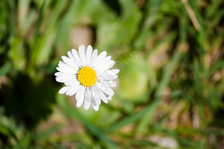 驴子阳光季节性季节绿色背景图片