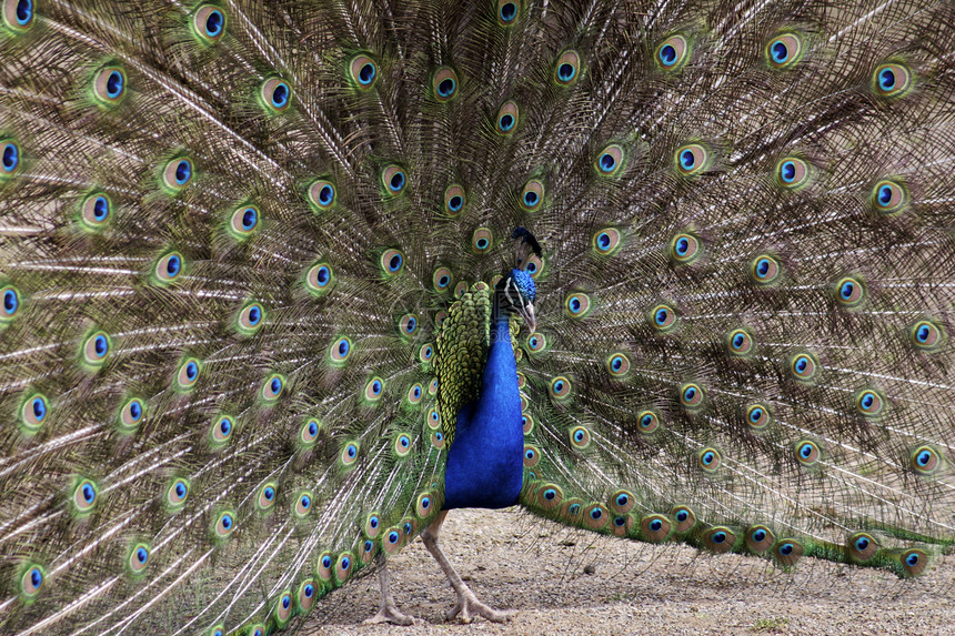 孔雀蓝色男性支撑彩虹眼睛羽毛展示翅膀动物园伴侣图片