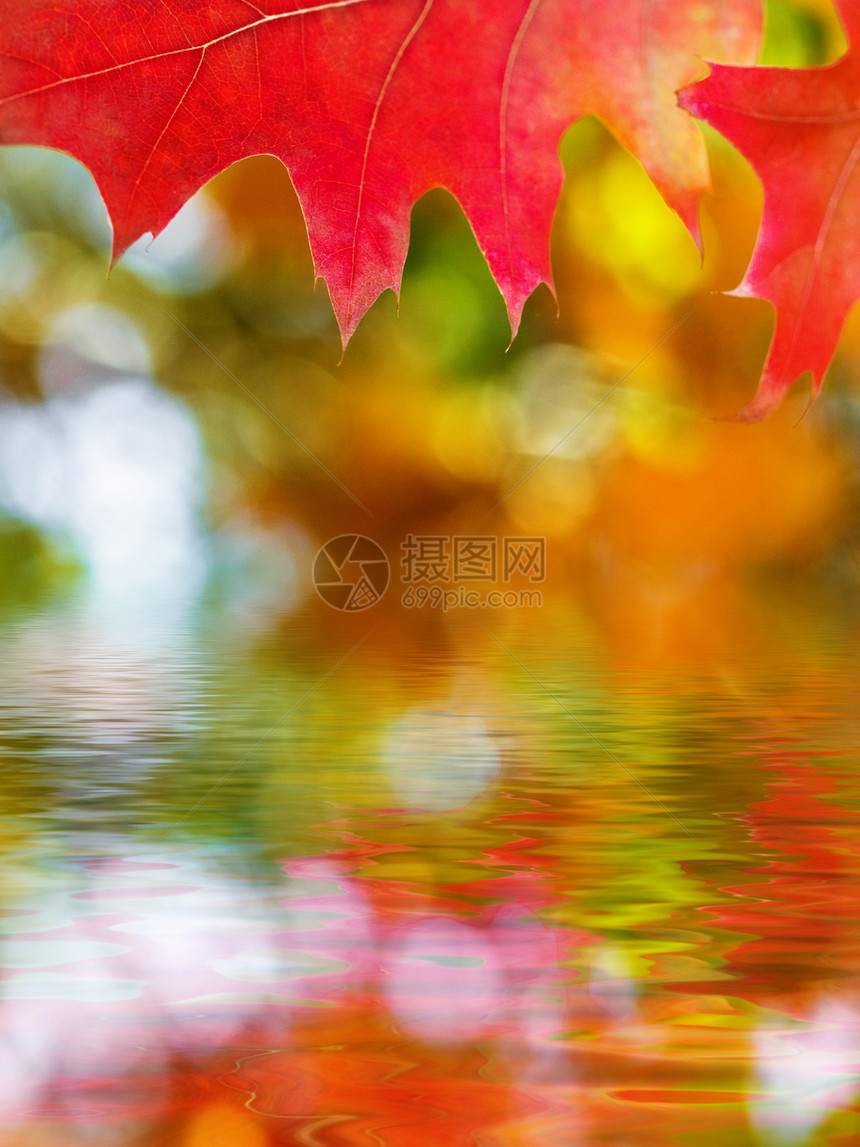 美丽的秋秋红橡树叶反射宏观黄色木头生长液体植物学森林季节光合作用反射图片