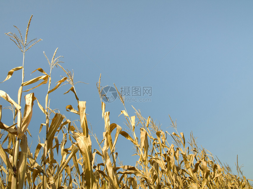 夏季种植玉米农业树叶谷物收成食物场地环境农村绿色生长图片