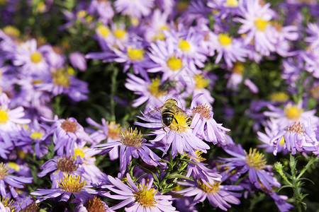 蜜蜂和花朵紫丁香蜂蜜紫色花瓣树叶背景图片