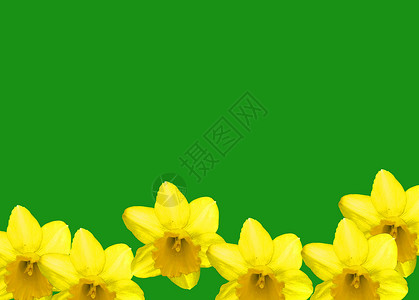 黄花背景花朵绿色背景图片
