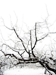积雪中的树枝暴风雪白色雪花树木孤独下雪水晶森林公园天气背景图片