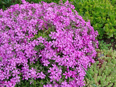 粉花花花束墙纸粉色花坛季节植物宏观花瓣花园植物群高清图片