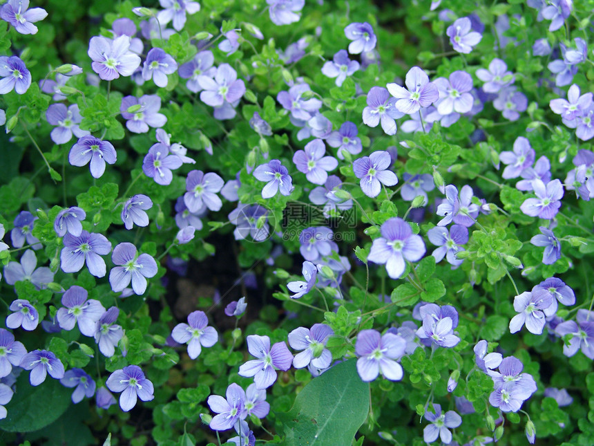 鲜花植物群花坛墙纸蓝色卡片铭文季节绿色花束花园图片