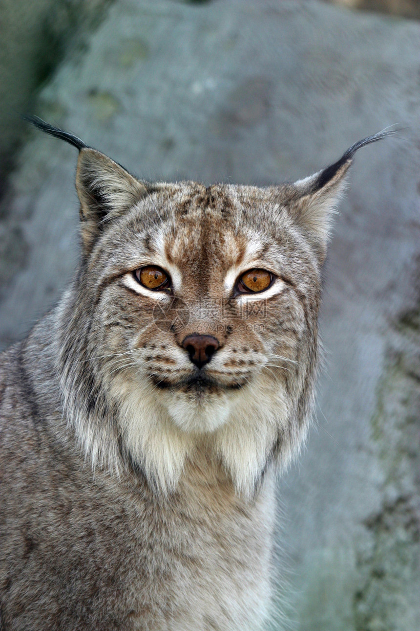 Lynx 林克毛皮耳朵野猫眼睛动物园猫科猎人濒危危险胡须图片