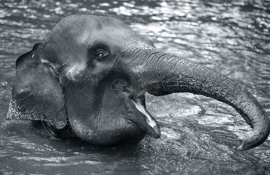 水中的大象耳朵栖息地荒野淬火象牙灰尘动物群衬套哺乳动物口渴图片
