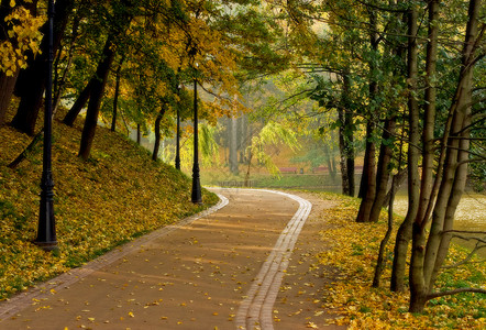 秋天的风景树木公园晴天落叶花园树叶哲学叶子黄色小路背景图片