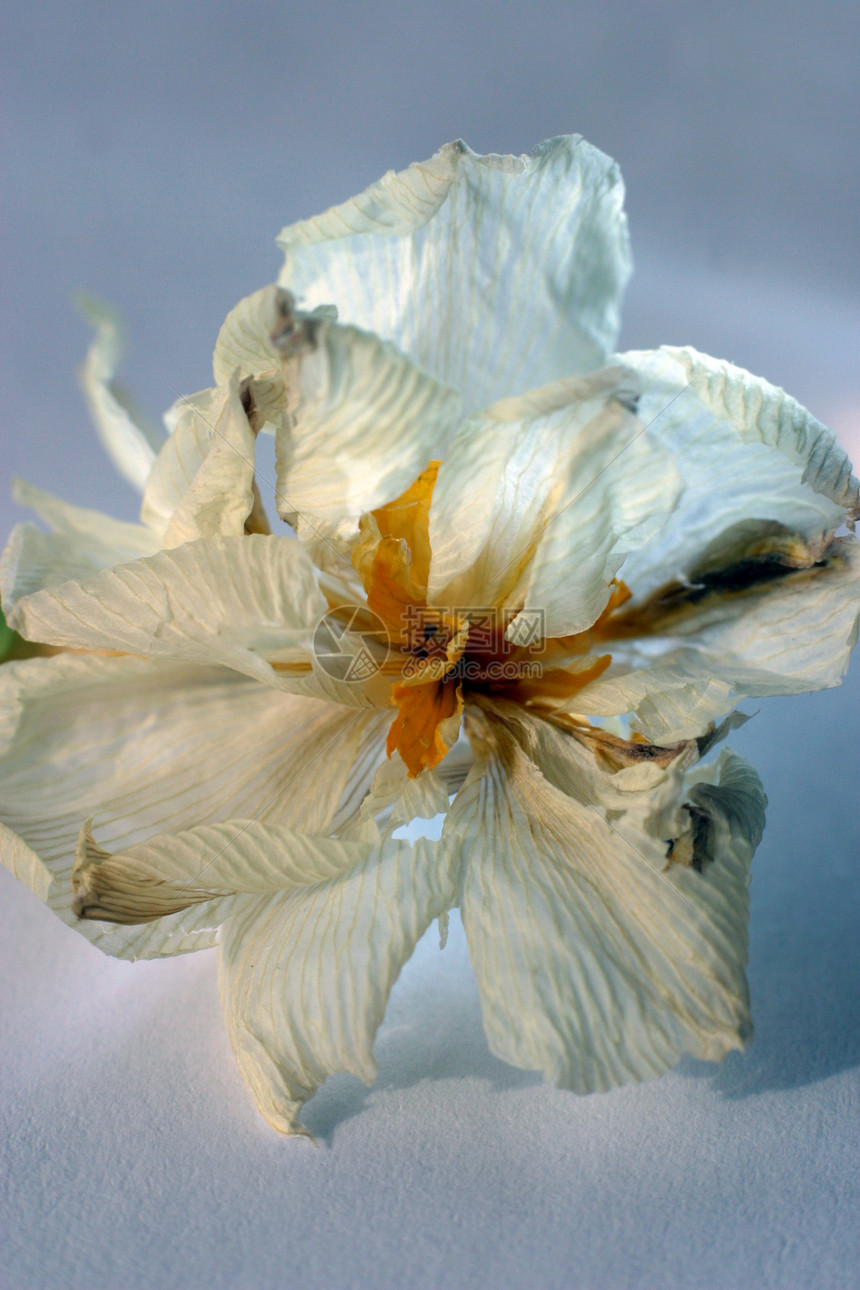 战效水仙花季节季节性自恋灯泡公园宏观花粉花瓣天空图片