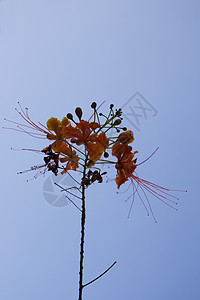 橙花花橙子天空热带蓝色植物空气背景图片