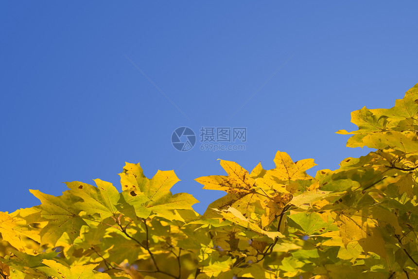 秋季边界叶子装饰品橡木天空橙子公园森林季节高度框架图片
