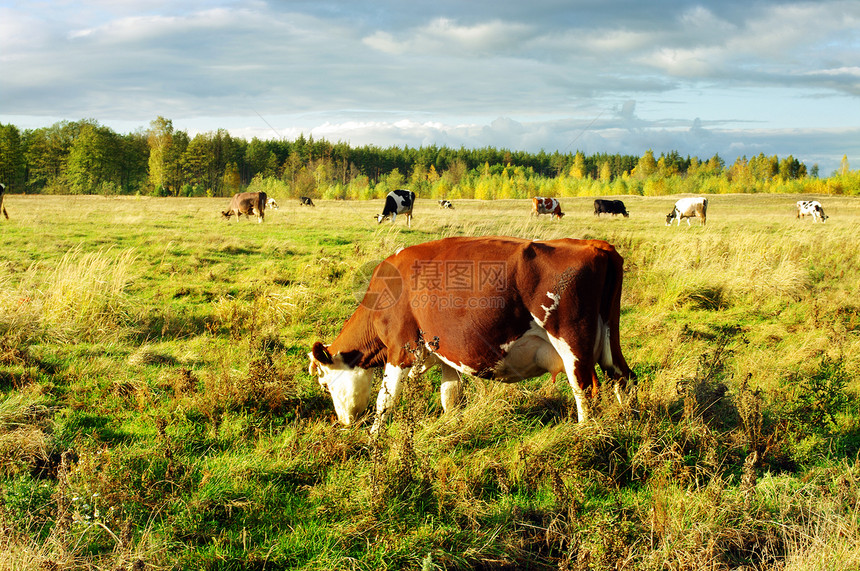 奶牛在田里放牧 背景是绵羊图片
