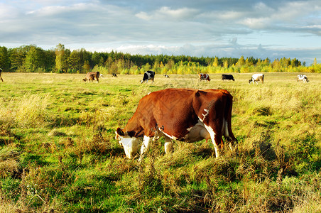 奶牛在田里放牧 背景是绵羊高清图片
