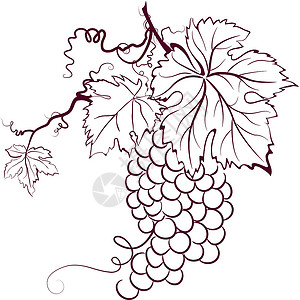 有叶叶的葡萄草图酒精植物学红色叶子水果插图白色树叶浆果背景图片