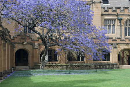 易德龙年货大舞台悉尼大学夸德龙历史教育四边形学习回廊庭院步伐历史性草地紫色背景