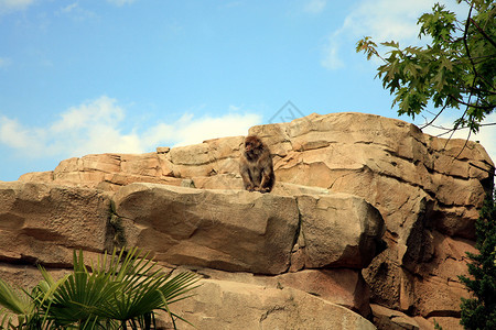马卡克在岩石上石头冥想栖息地灵长类毛皮警卫动物群动物园日落天空背景图片