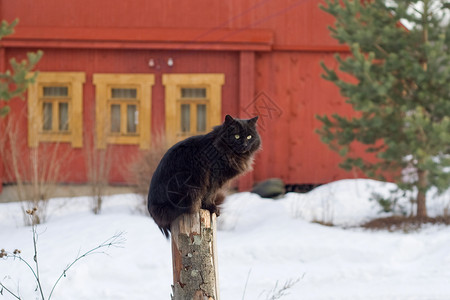 雪栅栏坐在哨所的黑猫背景