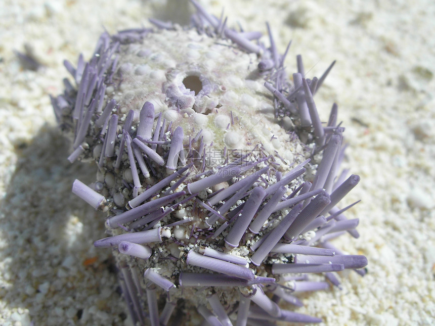 在海边的珊瑚上热带情调白色海洋野生动物异国宏观图片