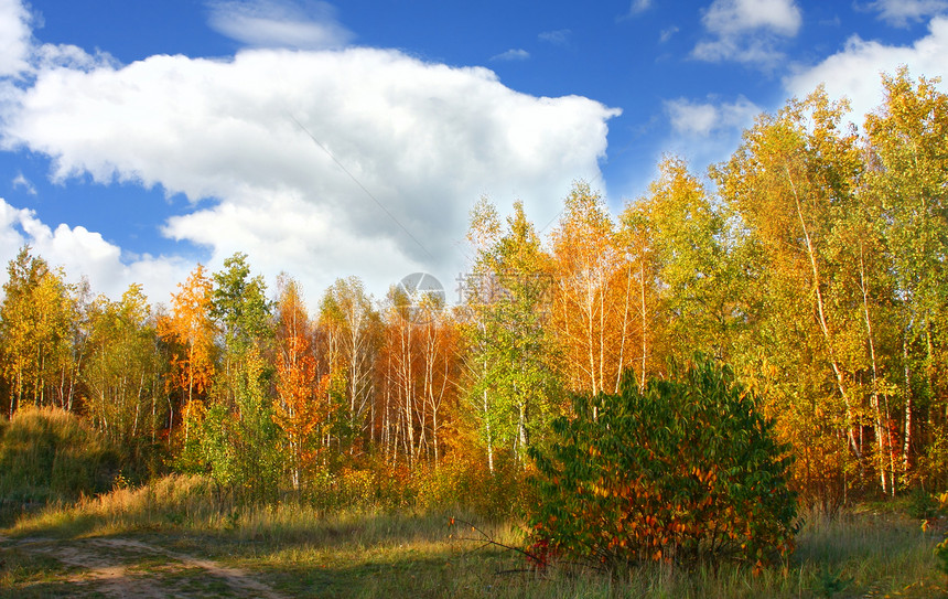 秋季风景植物群国家森林草地场景树叶生长蓝色天空吸引力图片
