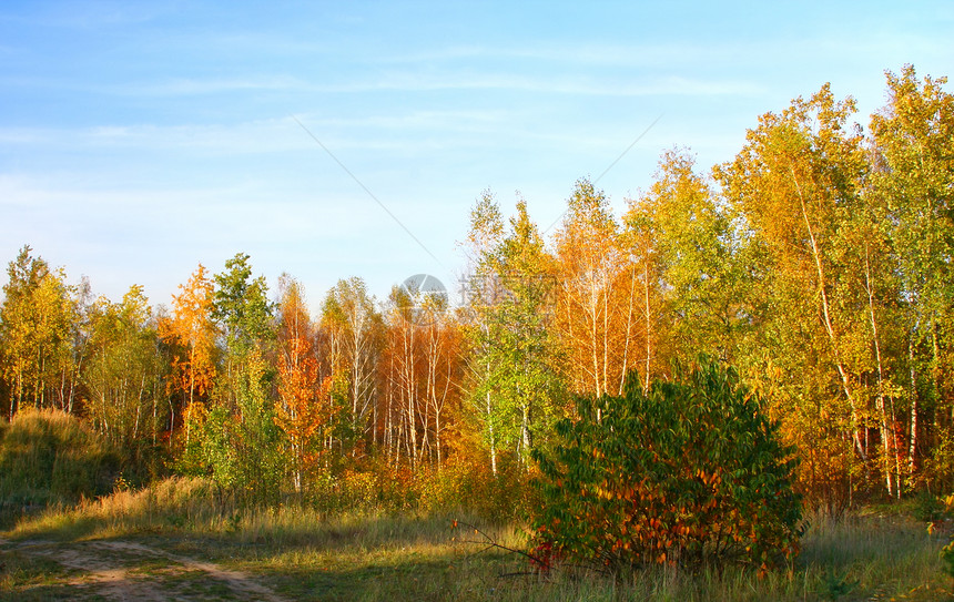 美丽的风景生态林地季节叶子木头场景远足植物群森林天空图片