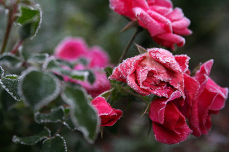 冰冻的玫瑰红色粉色植物紫色背景图片
