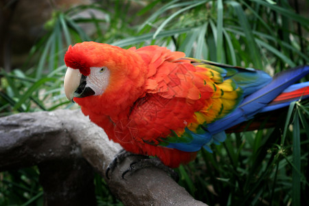 斯嘉丽马考动物园动物野生动物鹦鹉亚热带爆头眼睛羽毛荒野热带背景图片