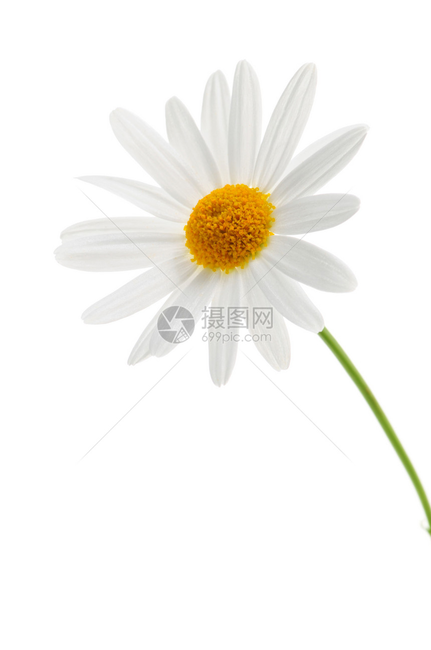 白色背景上的弹性植物生长花朵花园宏观园艺荒野植物群植物学花瓣图片