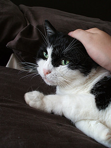 在床上的黑猫和白猫背景图片