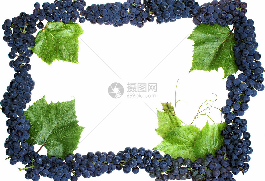 框架葡萄栽培葡萄园框架黑色叶子藤蔓白色食物浆果水果图片